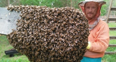 Co je plné rojení včel a jak se s tím vypořádat?